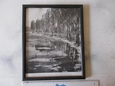 Umělecká fotografie fotka obraz rámováno antireflex Olše u rybníka 