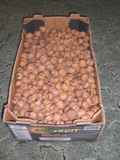 Vlašské ořechy neloupané - Potraviny