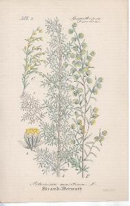 Artemisia maritima L. (Pelyněk slanomilný rozkladitý)