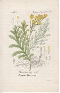 Tanacetum vulgare L. (Vratič obecný)