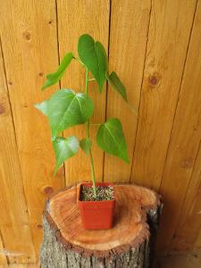 Thespesia populnea ( Guadeloupe ) - okrasný strom / PACIFIC ROSE WOOD