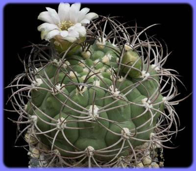 Kaktus Gymnocalycium saglione - 20 semen