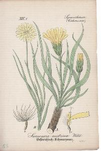Scorzonera austriaca Willd. (Hadí mord rakouský)
