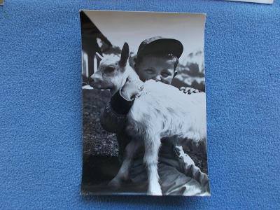 Žánr Velikonoce  zvíře dobytek koza kůzle dítě neprošlá foto Šálek
