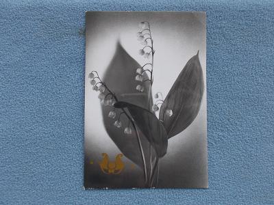 Pohlednice umělecké foto Kyndrová  květy Konvalinka 
