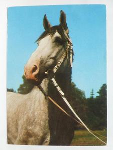 kůň - koně - Ušlechtilý teplokrevník - v barvě šiml