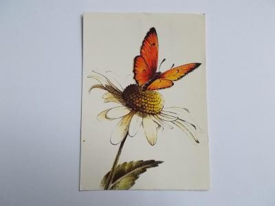 Léčivé rostliny pohlednice popis motýl Ohniváček fauna hmyz