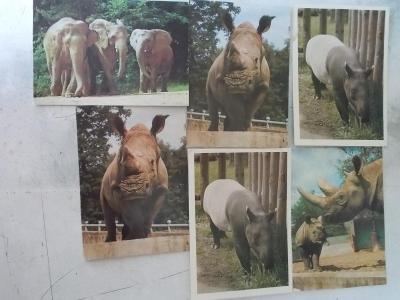 Pohlednice konvolut sestava mix Afrika slon Tapír nosorožec