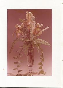 orchidej, pravé foto vlepeno, MDŽ, Panorama 4-2816 do obálky nepoužitá