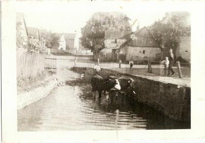 BŘEZNO 1946 napájení v rybníčku, čp. 19, Velemín, Litoměřice FOTOKOPIE