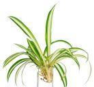 Zelenec (Chlorophytum) - pokojová rostlina, sazenice