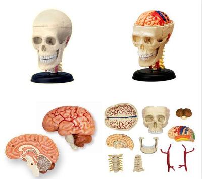 Lidská lebka - rozebíratelný anatomický model 4D 