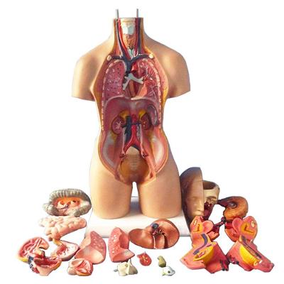 Lidské tělo - rozebíratelný anatomický model 4D 