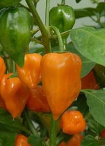 Chilli paprička - Habanero orange /Semena