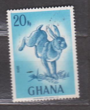 Ghana - králík