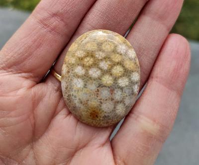 Zkamenělý korál, ID 1816, 34x27 mm