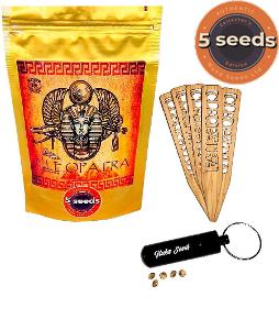 Semena konopí CLEOPATRA 5 ks - dárková sběratelská edice od Nukaseeds