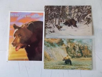 Sada pohlednice savec zvíře šelma Medvěd hnědý  