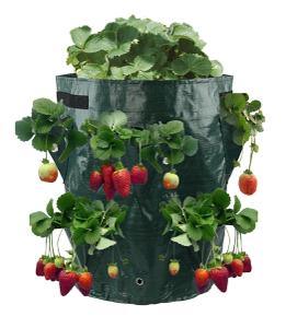 Zahradní vak na jahody 170 x 330 mm + dárek