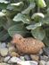 Křepelka menší - zahradní dekorace z umělého kamene - Zahrada