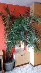 Živá palma Datlovník kanárský