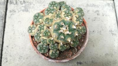 Lophophora diffusa - semenáč, stáří více než 40 let!! Vzácný kaktus