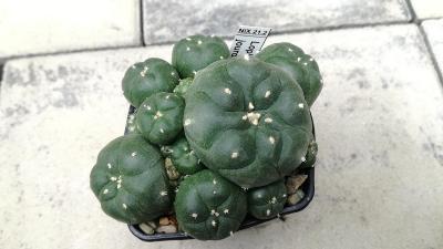Lophophora jourdaniana - krásný raritní kaktus, velikost květináče 7cm