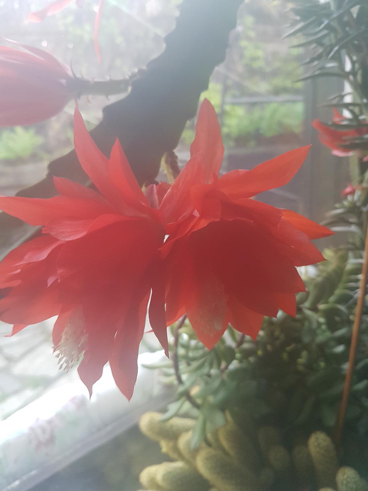 Ševcovský kaktus ,obrovský jasně červený plný květ, list k zakořenění - Dům a zahrada