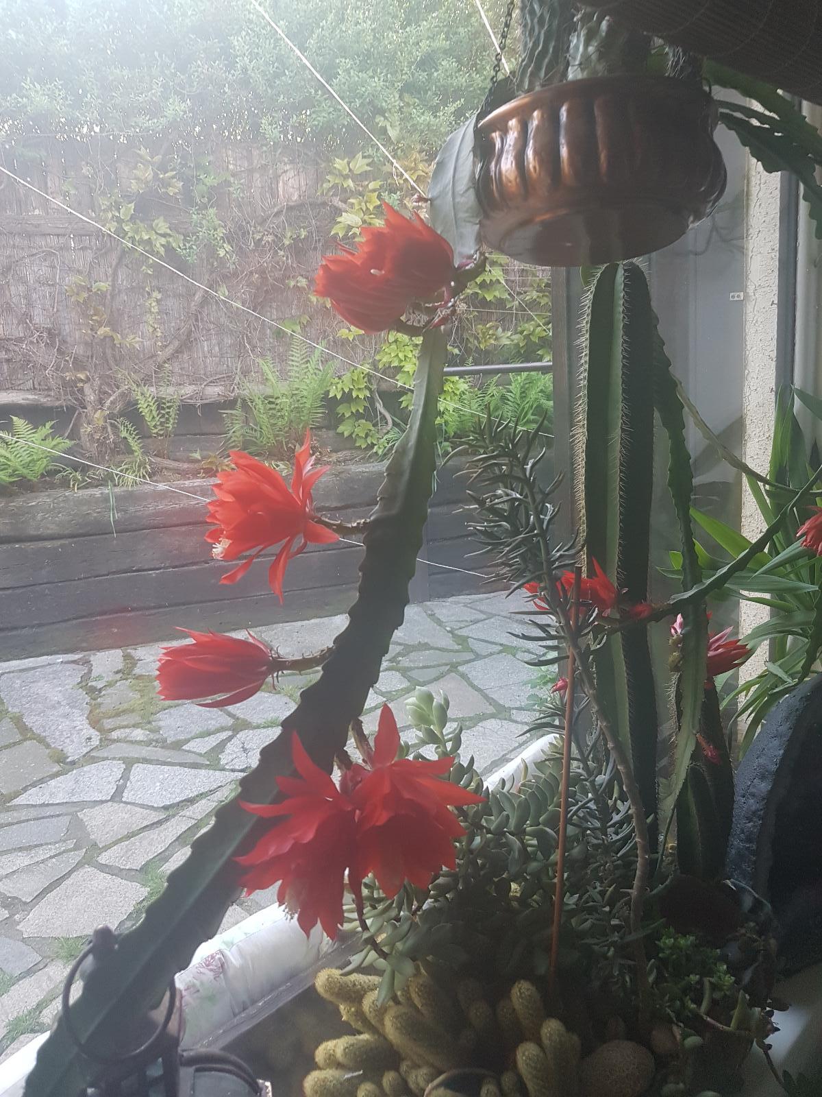 Ševcovský kaktus ,obrovský jasně červený plný květ, list k zakořenění - Dům a zahrada