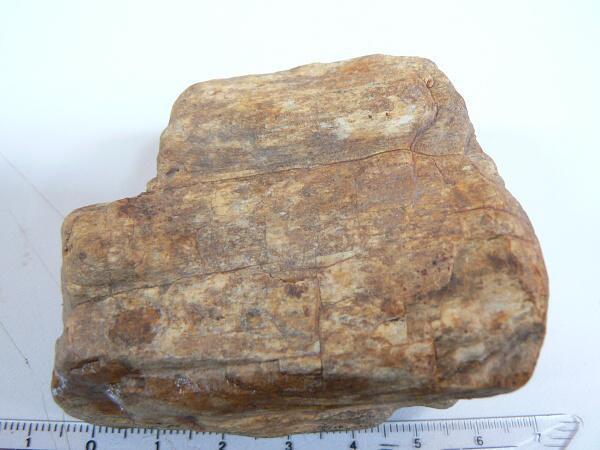 zkamenělé dřevo(dg162)