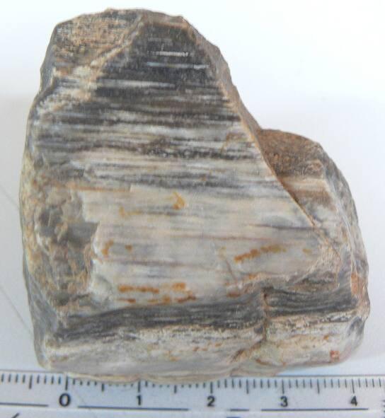 zkamenělé dřevo(dg148) - Sběratelství