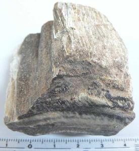 zkamenělé dřevo(dg145)