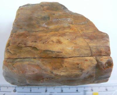 zkamenělé dřevo(dg144)