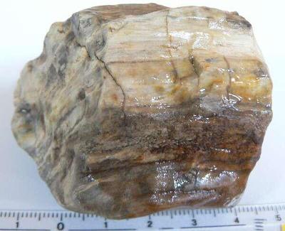 zkamenělé dřevo(dg133)