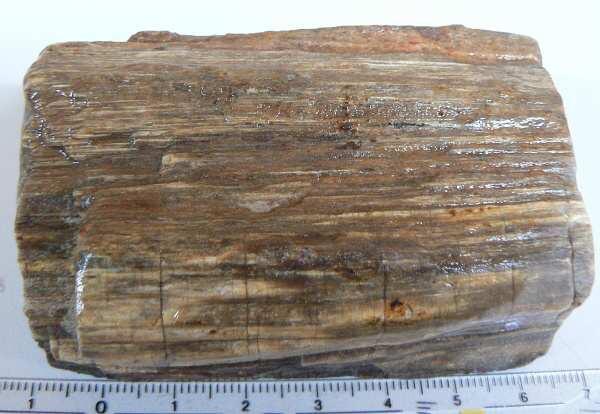 zkamenělé dřevo(dg153) - Zkameněliny