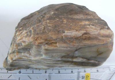 zkamenělé dřevo(dg129)