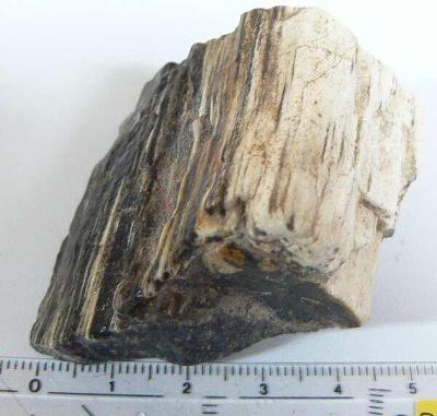 zkamenělé dřevo(dg124)