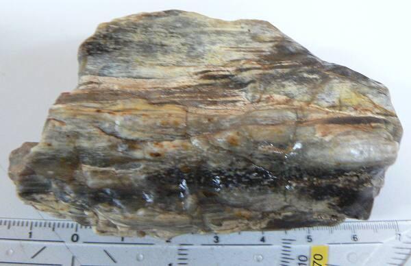zkamenělé dřevo(dg121)