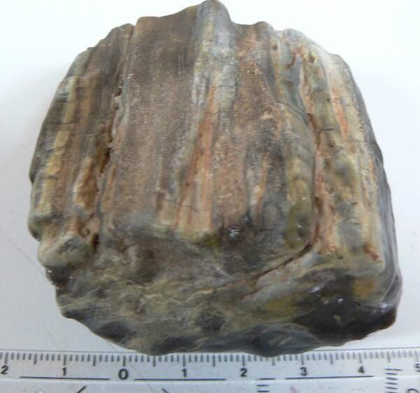 zkamenělé dřevo(dg120) - Zkameněliny