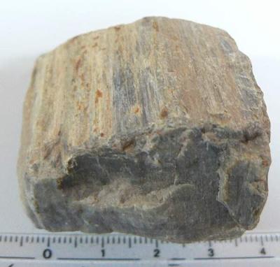 zkamenělé dřevo(dg95)