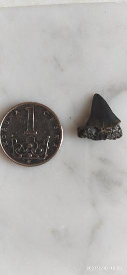 Zub žraloka - Zkameněliny