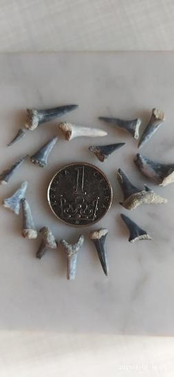 Zuby žraloka - Zkameněliny