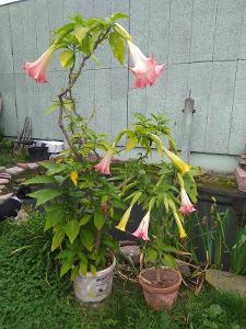 Živá rostlina datury - durmany( andělské trumpety)