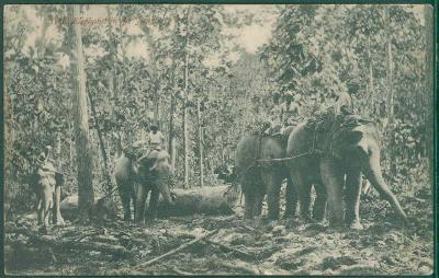 26A161 Pohlednice sloni v džungli