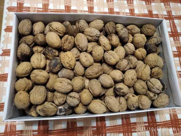 Vlašské ořechy 3,2kg 2021 - Potraviny