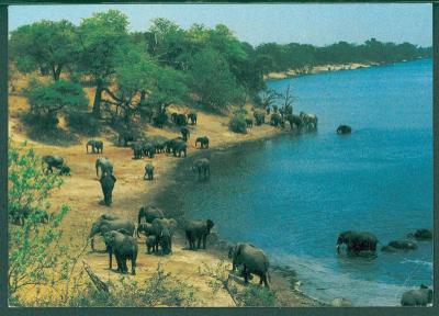 26A360 Pohlednice Jihoafrická republika - sloni