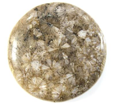 Fosilní korál, Indonésie, kabošon, 9.35 gramů, 33x33x5 mm