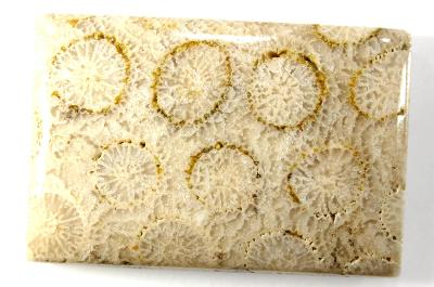 Fosilní korál, Indonésie, kabošon, 8.3 gramů, 33x22x6 mm
