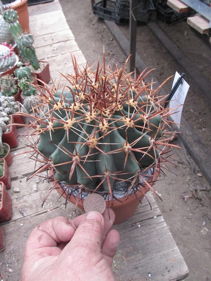 kaktusy ferocactus herrerae - Zahrada