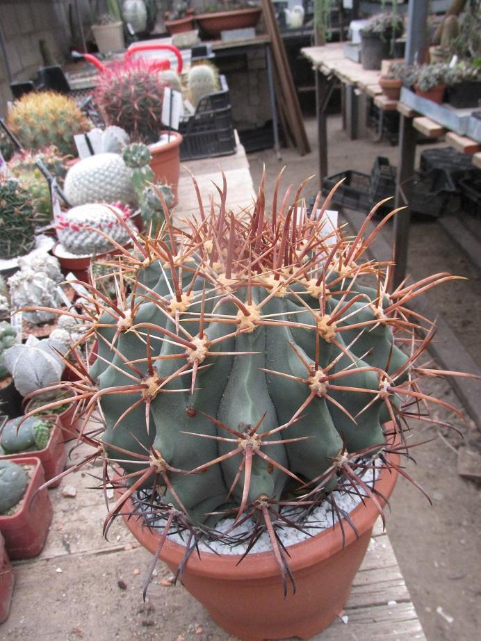 kaktusy ferocactus herrerae - Zahrada